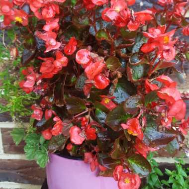 Begonia (Semperflorens Cultorum Group)  syn. Begonia semperflorens