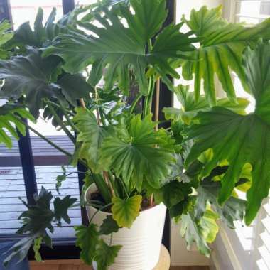 Thaumatophyllum bipinnatifidum 'Little Hope' syn. Philodendron bipinnatifidum 'Little Hope', Philodendron selloum 'Little Hope'