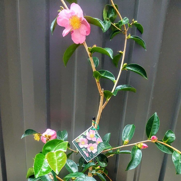Plant image Camellia sasanqua 'Yume'