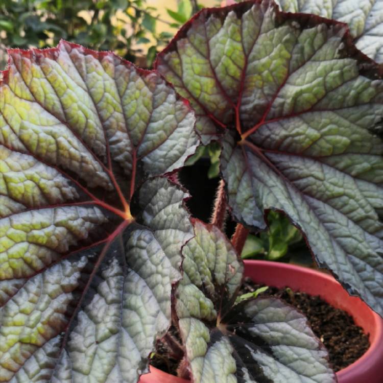 plant image 1264064
