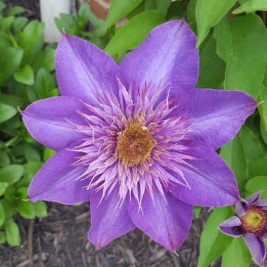 Clematis