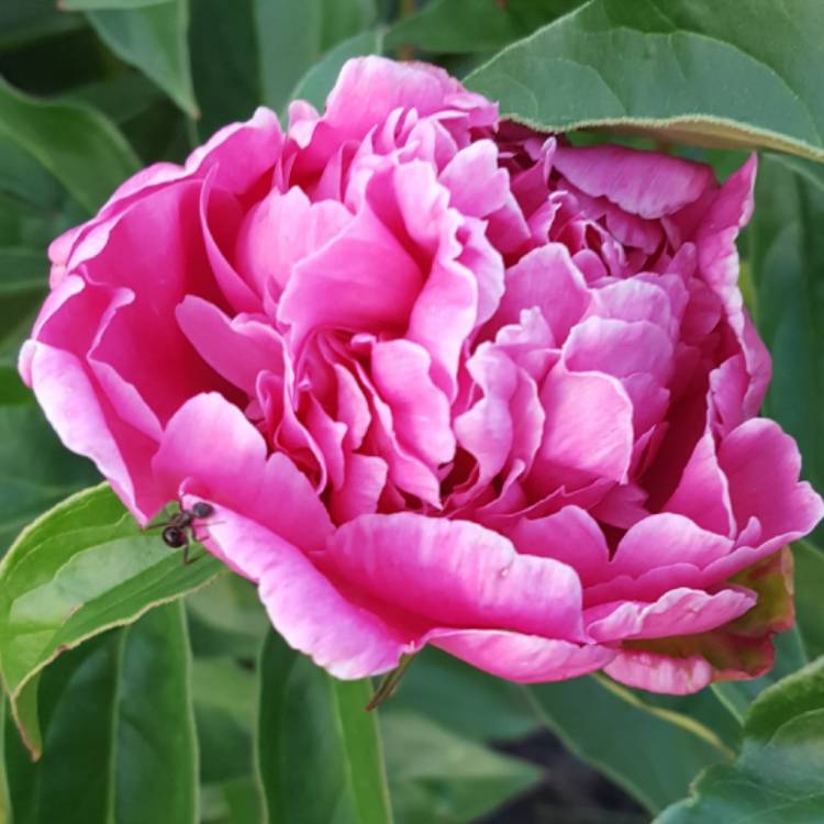 plant image 732842