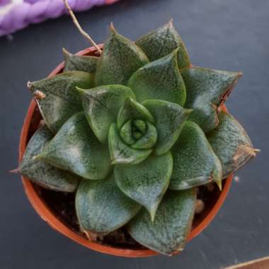 Echeveria 'Dionysos'
