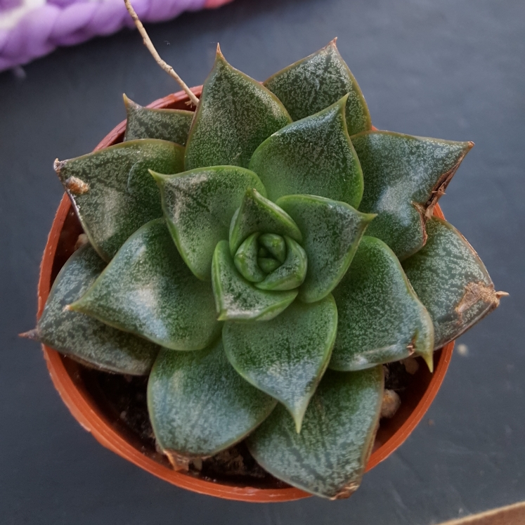 plant image 732848