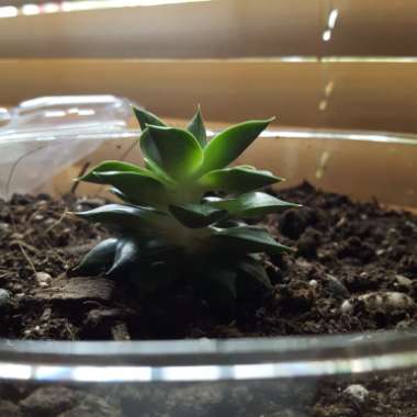 Echeveria 'Dionysos'