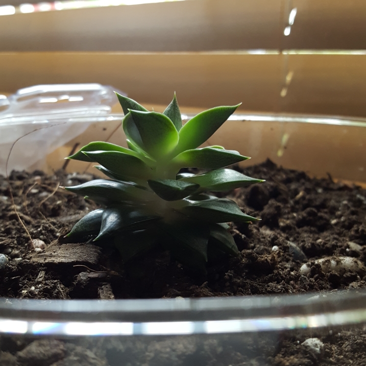 plant image 732857