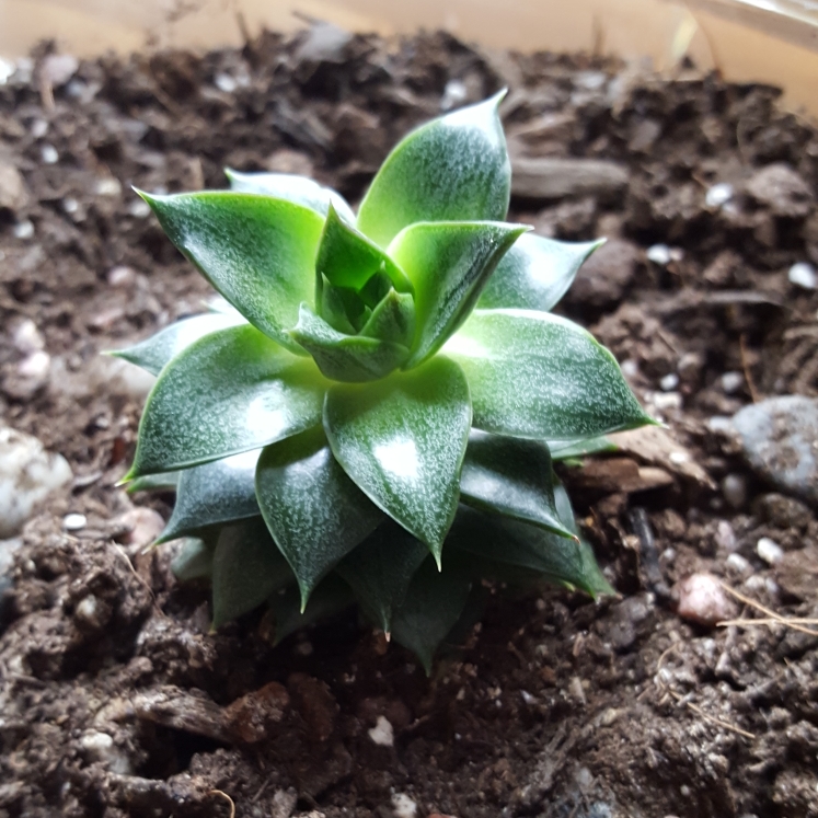 plant image 732861