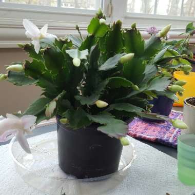 Zygocactus 'Livia'