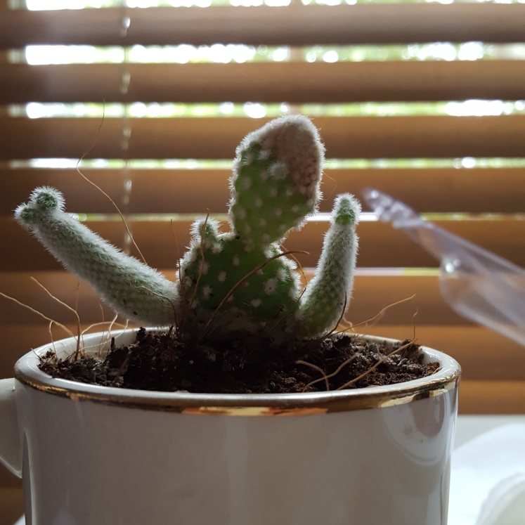 plant image 732868