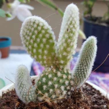 White Bunny Ears