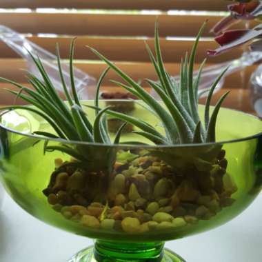 Airplant