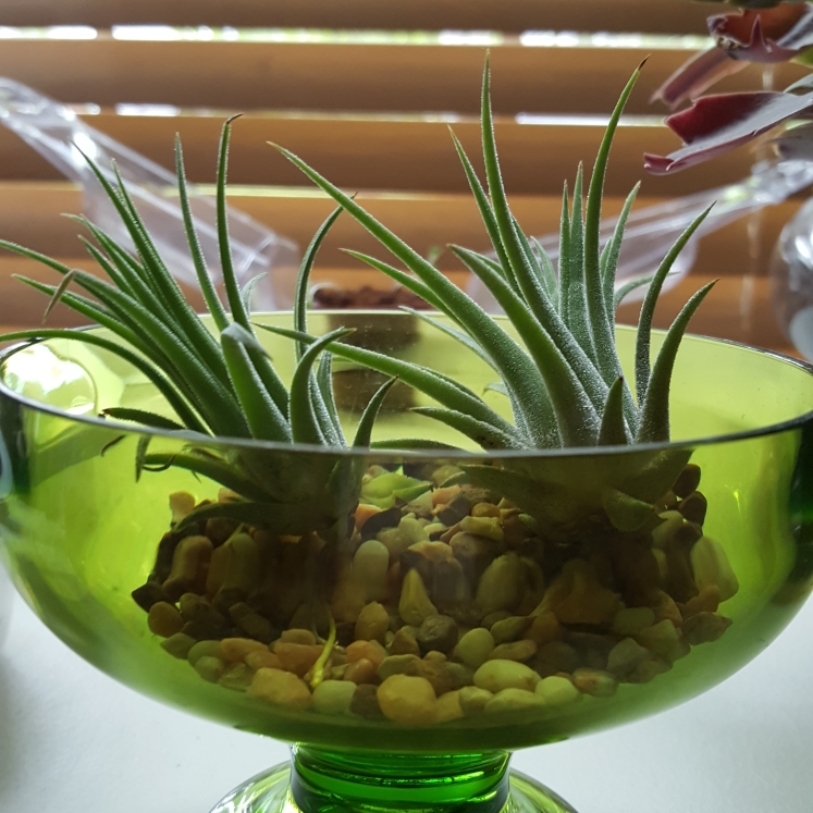 plant image 732882