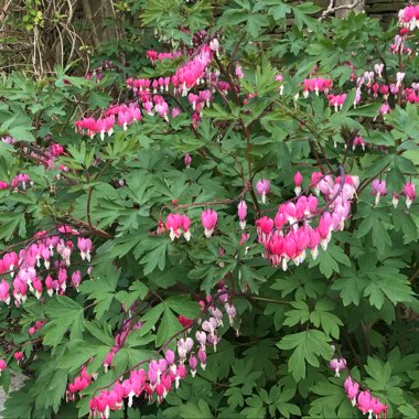 Lorraine's garden