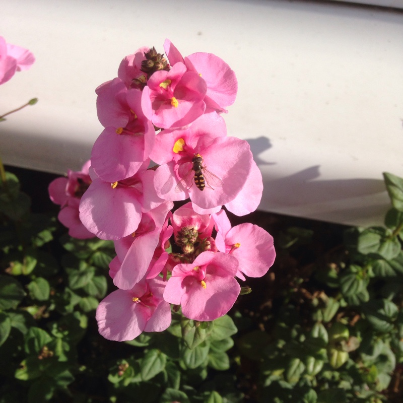 Plant image Diascia
