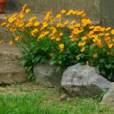 Plant image Coreopsis lanceolata 'Sterntaler'