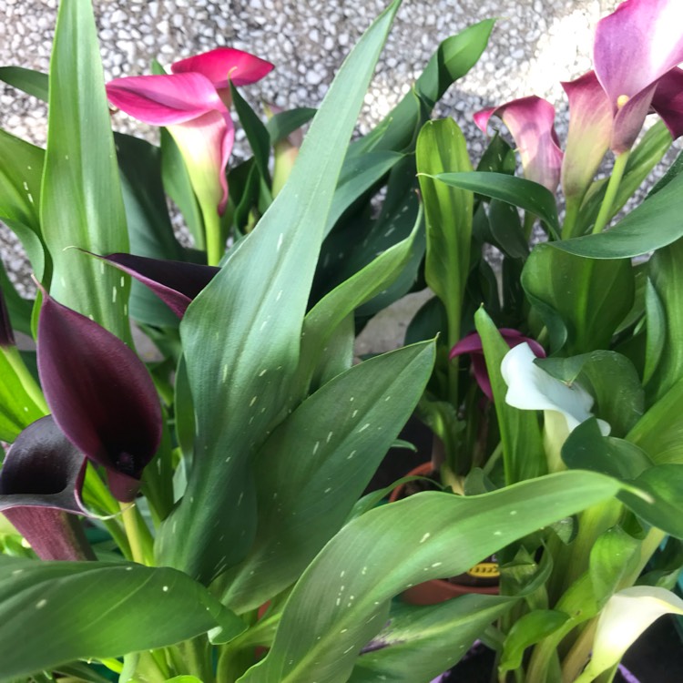 plant image 1243474