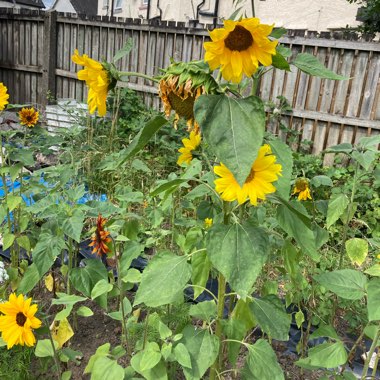 Tina's garden