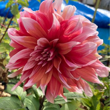Tina's garden