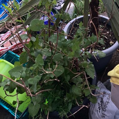 Tina's garden