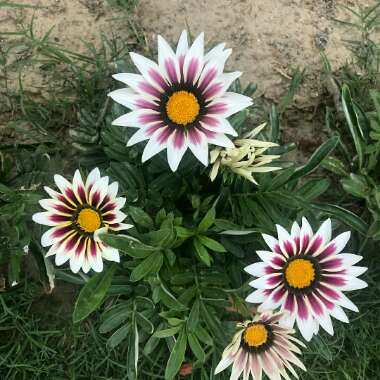 Gazania