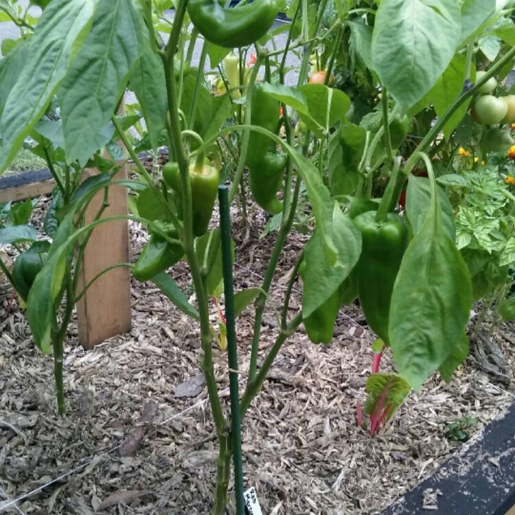 plant image 227249