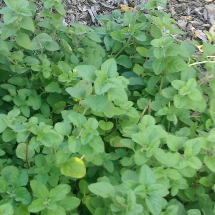 Plant image Origanum Laevigatum 'Rosenkuppel'