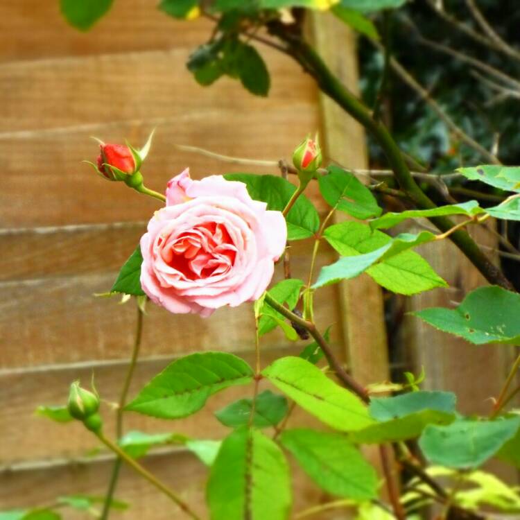 plant image 260368