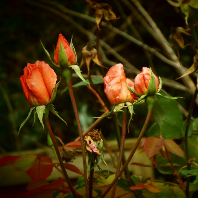 Plant image Rosa 'The Children's Rose'