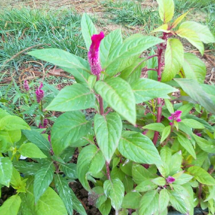 Plant image Celosia argentea plumosa