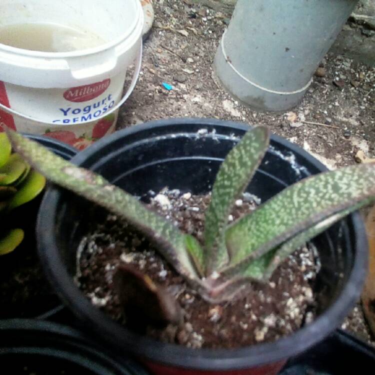 Plant image Gasteria pillansii var. pillansii (Mini)