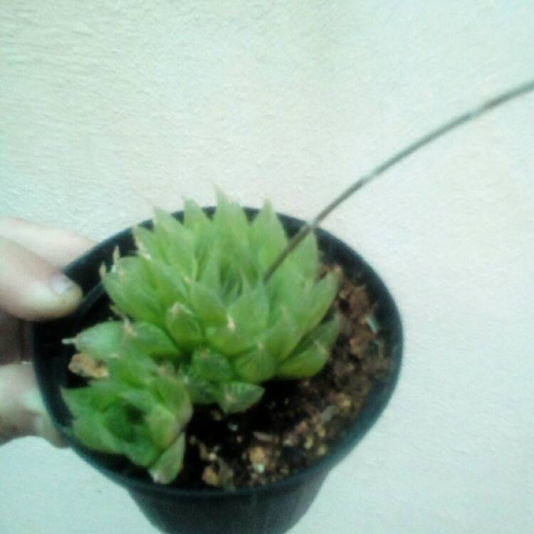 Plant image Haworthia cooperi var. leightonii