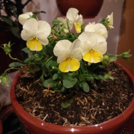 Plant image Viola arvensis