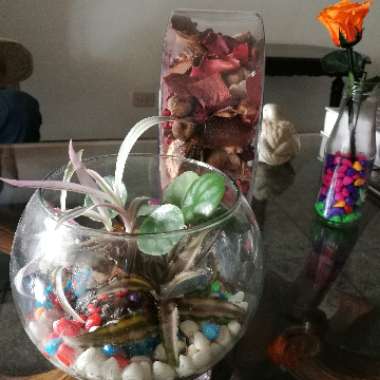Ramiro's garden