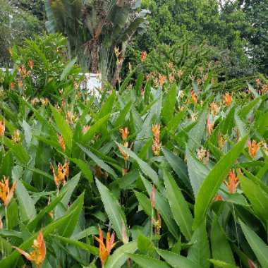 Ramiro's garden