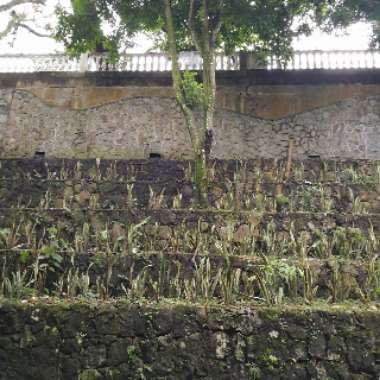 Ramiro's garden