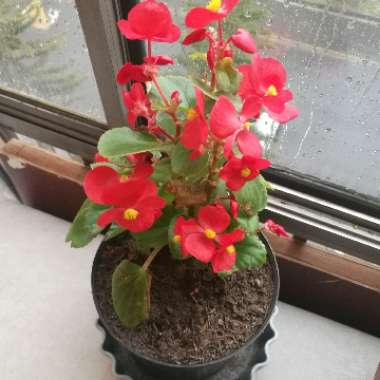 Ramiro's garden