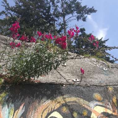 Ramiro's garden