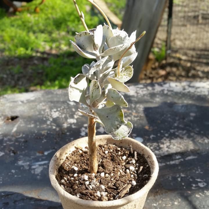 Plant image Kalanchoe rhombopilosa var. rhombopilosa