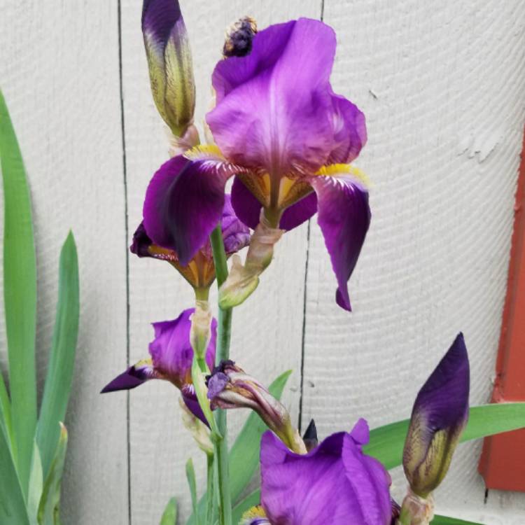 Plant image Iris x germanica 'Black Dragon'