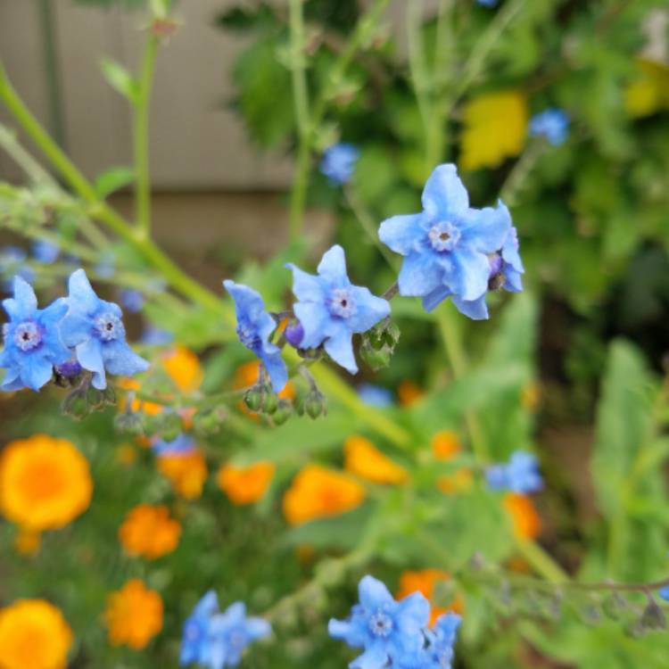 Plant image Cynoglossum amabile