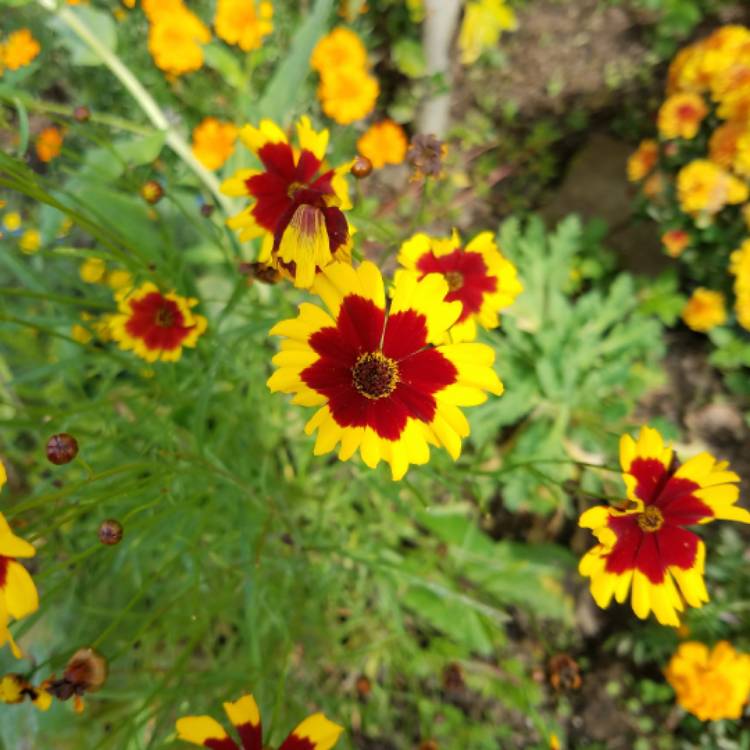 plant image 544884 plant image 544884