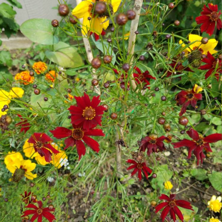 plant image 544910 plant image 544910