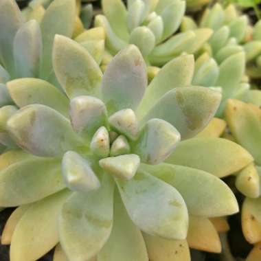 Pachyveria 'Rough'