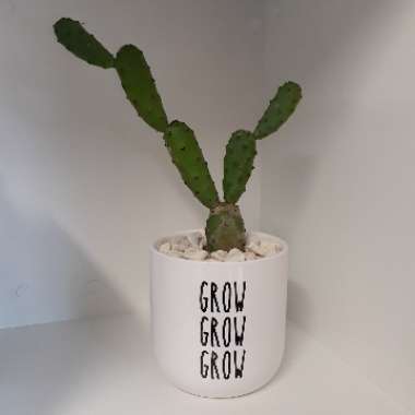 Prickly Pear