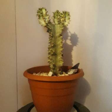 Euphorbia lactea Grey Ghost