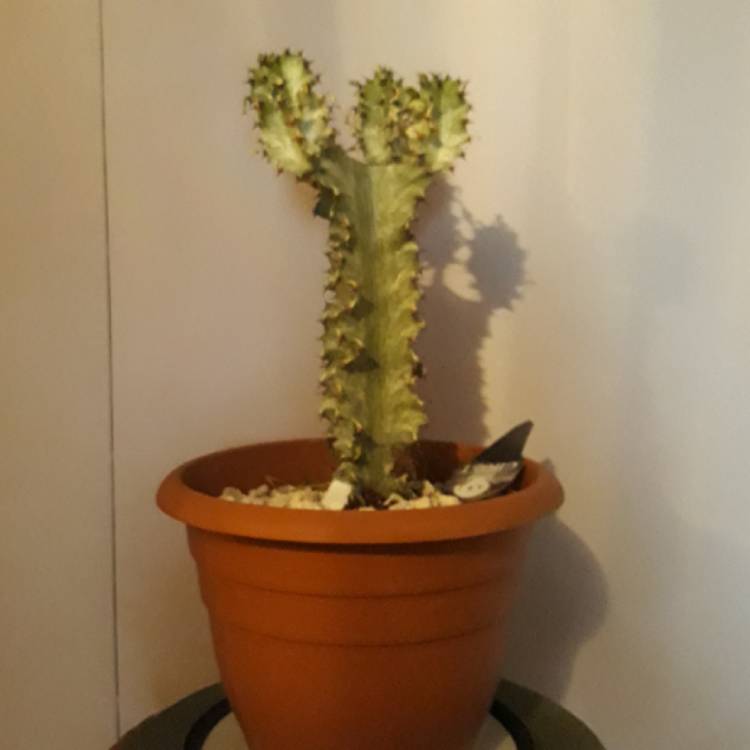 plant image 763447