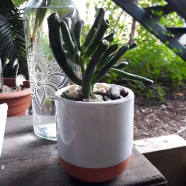 Crassula Ovata 'Ogre Ears'