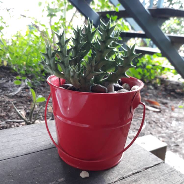 plant image 763468