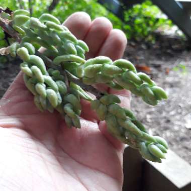 Sedum 'Burrito'
