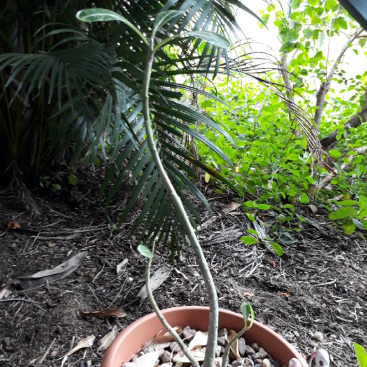 plant image 763470